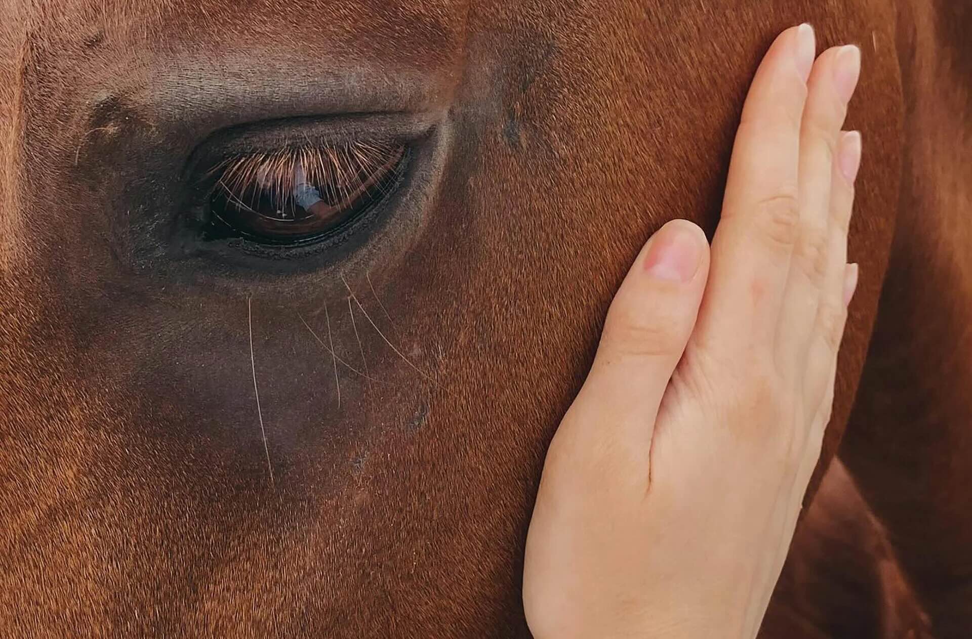 Was sind die Kosten von vernachlässigtem Asthma bei Pferden?