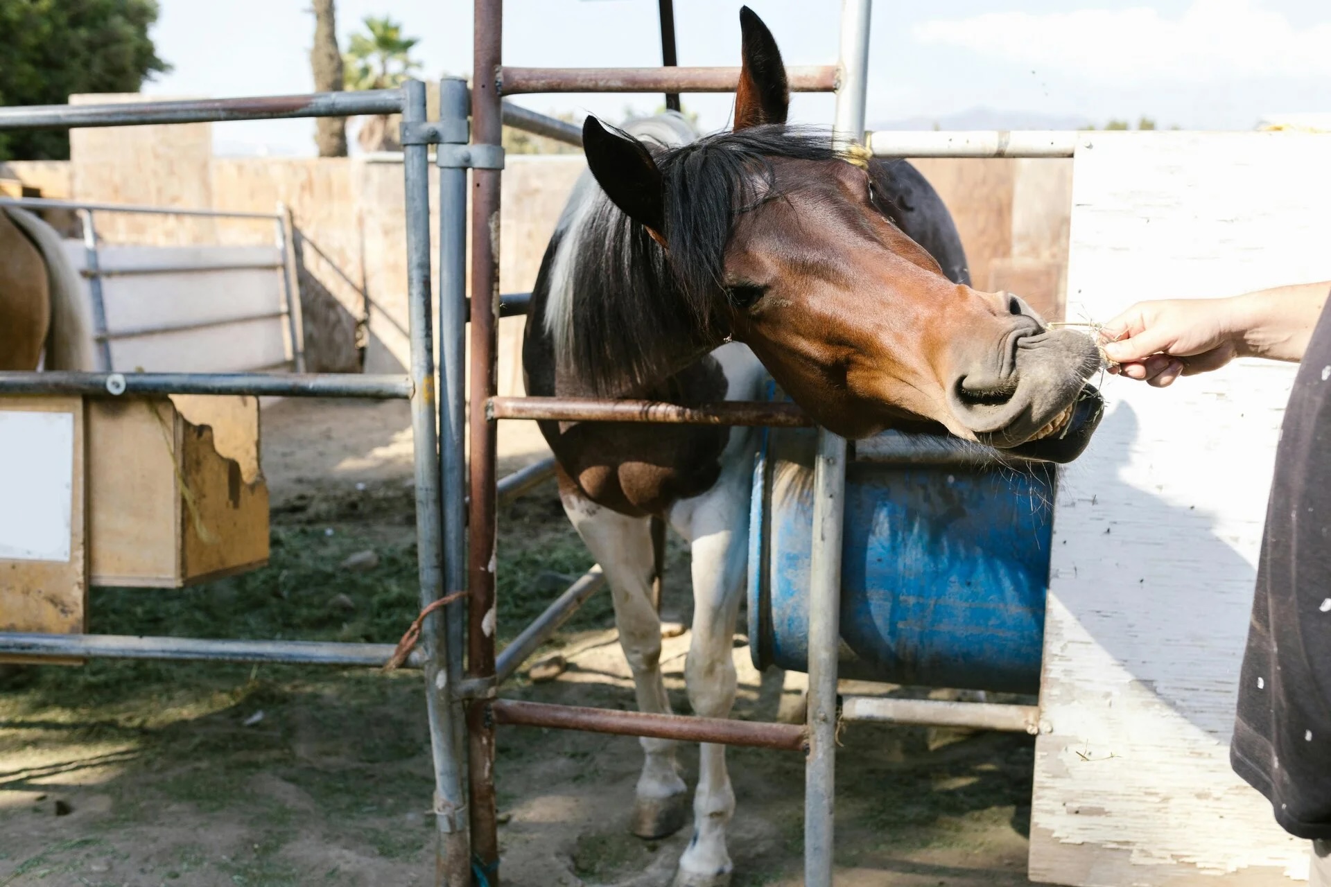 Equine Asthma oder nur ein Husten? – Ihr Leitfaden zur Früherkennung von Atemwegserkrankungen beim Pferd